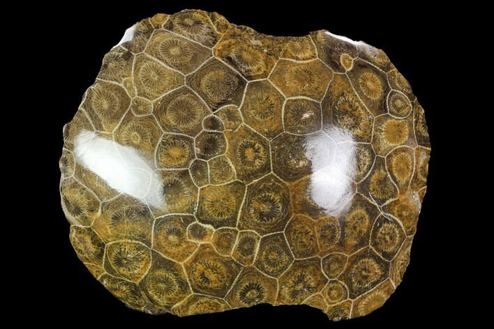 Polished Fossil Coral (Actinocyathus) - Morocco #100716